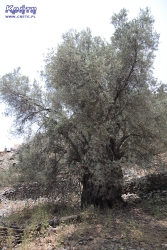 Wiekowa oliwka rosnąca przy szlaku