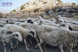 Tradycyjnie owce z pastwiska, a my do Plakias
