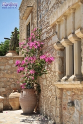 Bougenvilla - jedna z popularniejszych ozdobnych roślin w Grecji